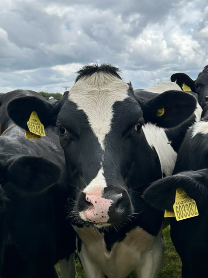 Cow
