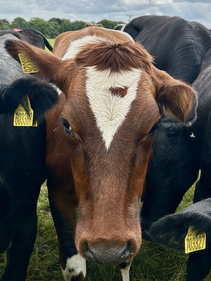 Cow red