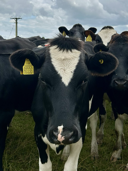 Cow