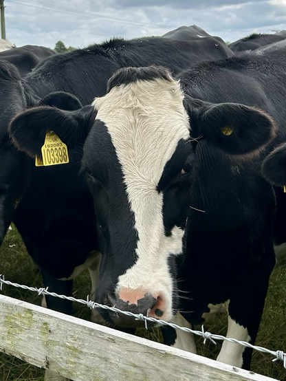 Cow