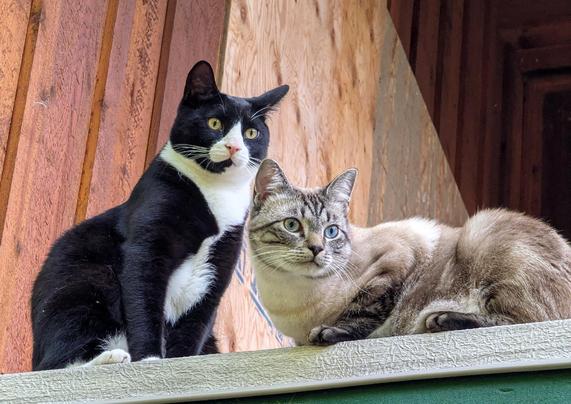 The photo is looking up at a black and white tuxedo cat is sitting beside a grey tabby cat who is laying down. They are on the edge of a deck. Both cats are looking to the right.