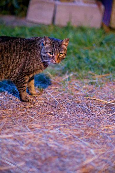 The front half of a grey striped cat is entering the upper left of framel below there is thin zone of straw perfectly in focus but thed epth of field is narrow and the grass and cinderblocks behind are really out of focus