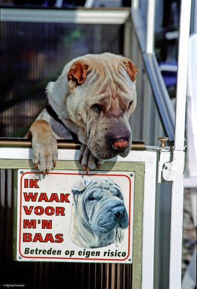 Vintage film photograph by Fenichel -
A large dog, short brown hair and big hands, propping himself up at the gate/front door of a camper/trailer. The dog is perched over a sign on the door, bearing his own likeness and labelled (in dutch)
Big Red Letters "IK WAAK VOOR M'N BAAS
Smaller Black Letters: Betreden op eigen risice
