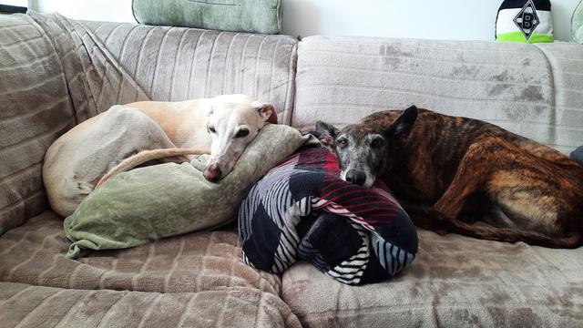 Zwei Galgos chillen auf dem Sofa