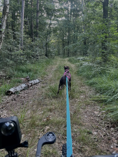 Brauner Hund eingespannt im Wald 