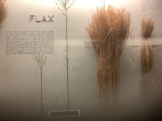 #Flax, also known as common flax or linseed, is a flowering plant, Linum usitatissimum, in the family Linaceae. It is cultivated as a food and fiber crop in regions of the world with temperate climates. In 2022, France produced 75% of the world's supply of flax.