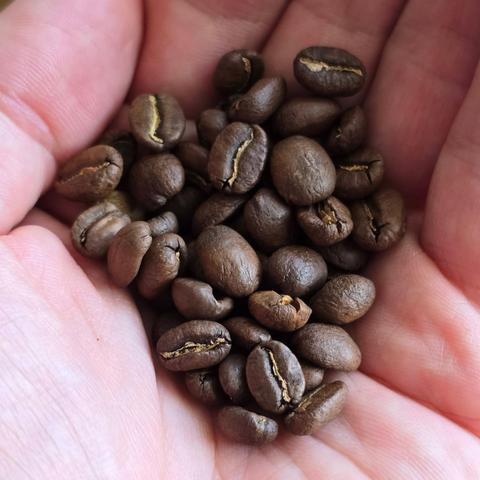 Šviežios kavos pupelės