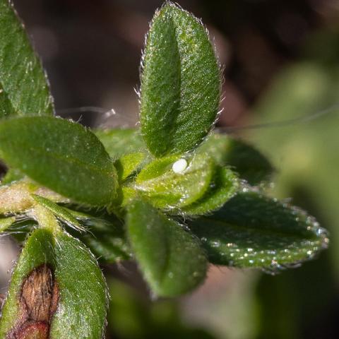 Großaufnahme kleine Pflanze, darauf ein absolut winzig kleines weißes Ei des Schmetterling Bläuling. Das Ei klebt auf einem kleinen Blatt.