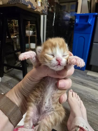 A very tiny (approximately 8 day old) kitten is held up to the camera belly forward, tiny front paws reaching forward. His ears are open but his eyes are still closed, his umbilicus is visible through his tummy fur. He is orange tabby with white on his nose, muzzle and feet.