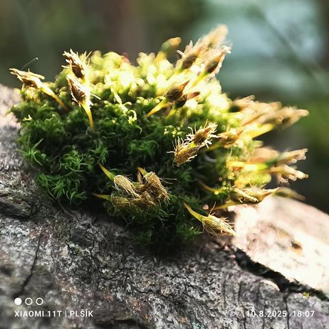In the enlarged photograph, the gray bark of the tree occupies the lower half of the image. In the middle of it grows a tuft of green moss, from which protrude hairy golden capsules. The background behind the moss is blurred, blue, and green.