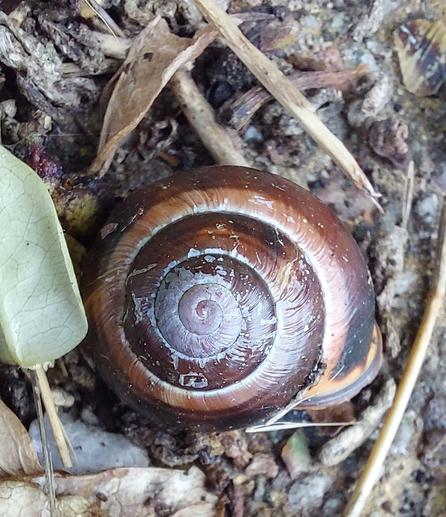 An old snail shell lying in leaf litter. The shell is dark brown round the outside and peeling/fading to grey in the centre.