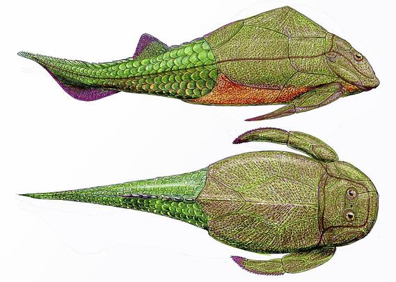 Pez con mitad anterior cubierta de placas. Tiene dos ojos redondos mirando hacia arriba.