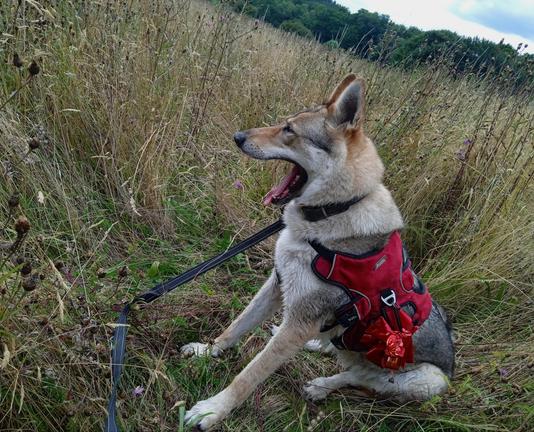 Dog is sitting upright again, jaws unhinged in the biggest yawn. Her pink tongue out, front paws triangled out.
