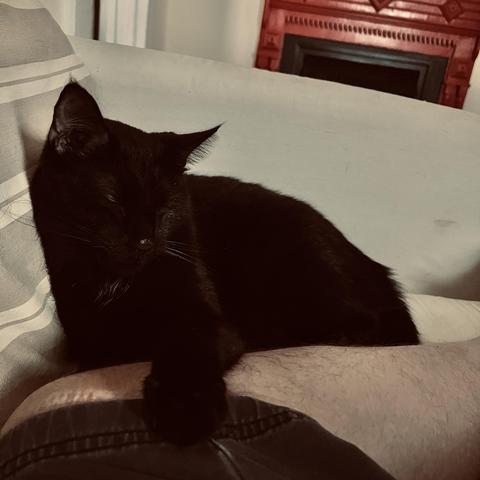 on a couch, a black cat rests with his paw on a human's thigh
