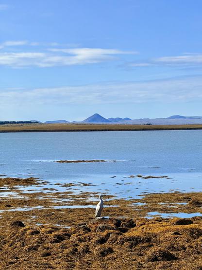 An image showing low tide and an aluminum great auk sculpture on the shore. In the distance is Keilir on the far shore under blue skies. 

From the Reykjavík Art Walk app: Ólöf’s Great Auk is made from aluminium, a replica of the extinct great auk. The sculpture stands on a rock off the coast, referencing Eldey Island, where the last two great auks in Iceland are believed to have been killed in 1844. Icelanders killed the pair for a foreign collector who offered them a high reward. Ólöf’s Great…
