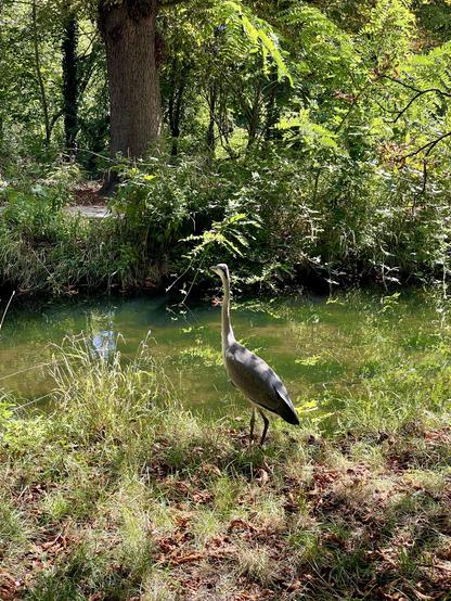 A heron stands by a serene, green-tinted pond surrounded by lush trees and foliage. The scene is illuminated by sunlight filtering through the leaves, creating a peaceful natural setting.