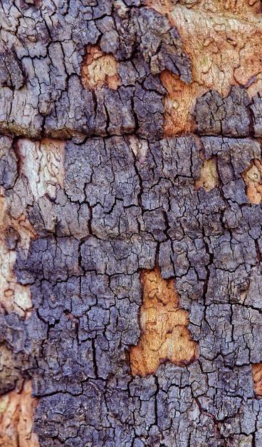 Greyish tree bark with fractal factures on somewhat less fractured yellow wood