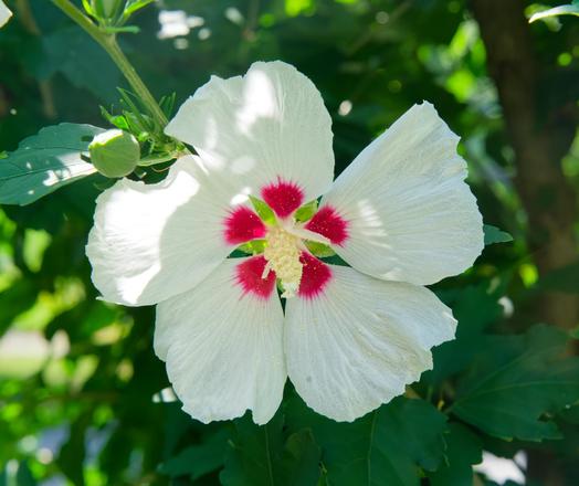 Flower with five huge petals filling the center of the frame with red coloration at the base of each petal and a large yellow spike in the center surrounded by dark foliages with glimpses of light green and shades of pavement and sidewalk in the far background