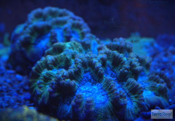 Oulophyllia bennettae LPS coral during the day.  