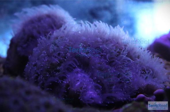 Oulophyllia bennettae LPS coral during the night.  