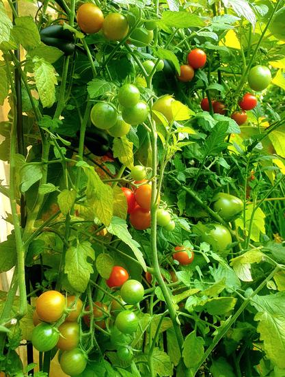 Das Bild zeigt eine dichte Ansammlung von Tomatenpflanzen, die in verschiedenen Reifestadien wachsen. Die Pflanzen sind üppig grün und tragen zahlreiche Tomaten in verschiedenen Farben: grün, gelb, orange und rot. Einige Tomaten sind noch unfruchtbar, während andere bereits reif sind und ihre charakteristische rote Farbe angenommen haben. Die Pflanzen sind stark und gesund, mit vielen Blättern, die eine dichte Decke bilden. Einige Tomaten sind in Gruppen an den Stängeln angeordnet, während ande…