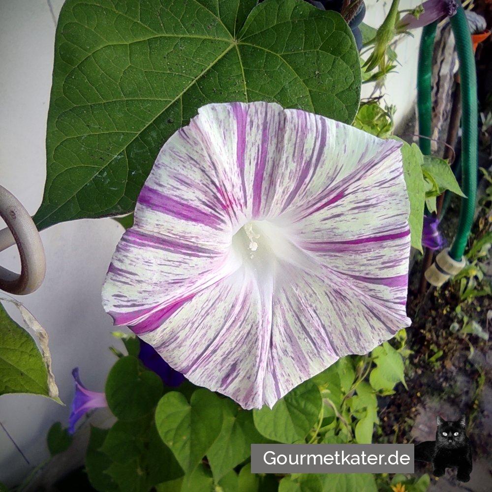 Im Garten