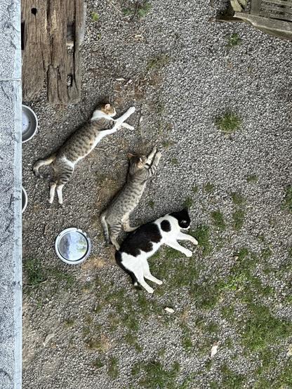 Tres gatitos que rondan el caserío tumbados a la calor sobre el camino de piedritas, 