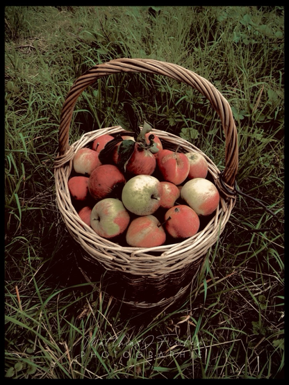 Ein Weidenkorb gefüllt mit rotbackigen Äpfeln steht in einer Streuobstwiese