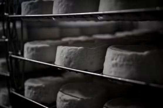 Des fromages de Camembert, le 5 mai 2025.