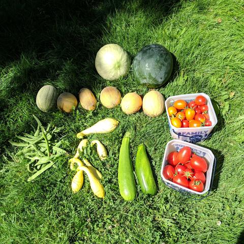 A photo showing the garden harvest for August 12, 2025. There are 6 cantaloupes, 1 honeydew, 1 watermelon, 1 bucket of red Amish paste, 1 bucket of red cherry and orange Flamme, 2 green zucchini, 7 yellow summer squash, and a big handful of green runner beans.