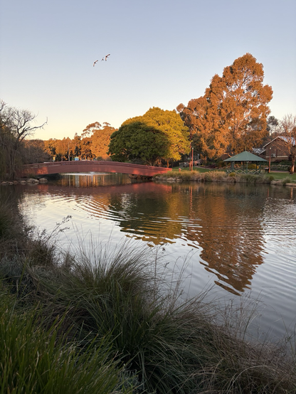Serene river water reflects trees lit by the golden light of late afternoon. A red curved footbridge straddles the water on the left. The sky is clear. The water lightly ruffled with spreading rings from a duck diving for dinner. 