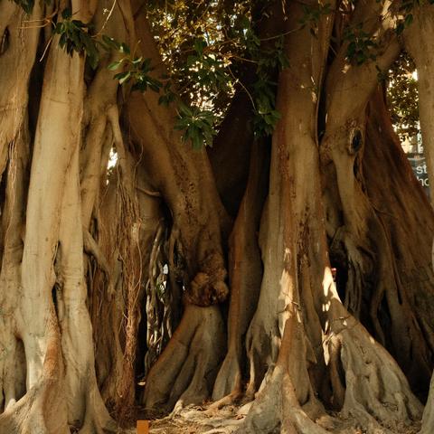 A big  Ficus Macrophylla tree trunk, in the hear of Alicante, Spain.