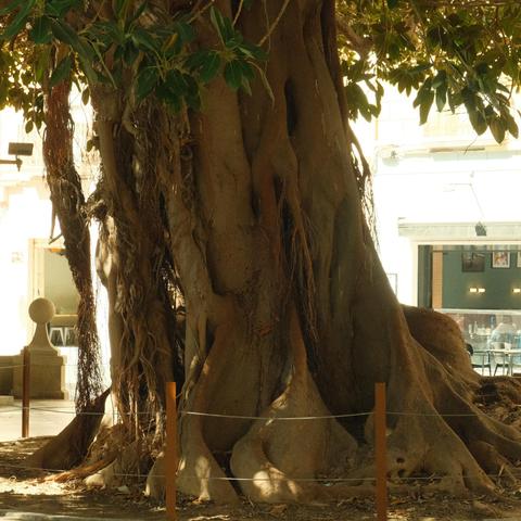 A big  Ficus Macrophylla tree trunk, in the hear of Alicante, Spain.