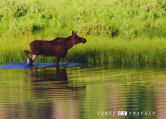 Moose on Sheep Lake in RMNP
