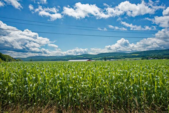 The bottom half of the image is a cornfield,  the roof and a bit of the red site of a dairy barn pokes out about it,  and mostly forested hills rise behind it with occasional cleared fields.  The sky has clusters of dramatic cumulus clouds and blue spots and the catenary curve of three power wires cross the sky in the foreground