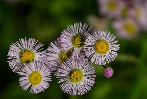 In the foreground: five overlapping flowers with a yellow disc and numerous fine white rays extended in all directions forming pretty circles,  one purple bud that hasn't opened yet is among them,  for that matter some of those white rays are just a little bit purple.  In the upper right corner there is another cluster of the same kind of flower that is far away and blurred out,  otherwise there are patches of green foliage and nondescript darkness