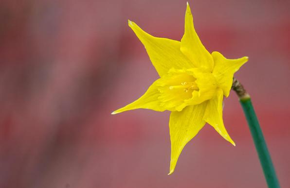 All-yellow daffodil on the right side of the frame with a green stem coming up from the the bottom far-right.  Behind it are darker and lighter red stripes,  blurred out, of what's probably a brick wall and I think some kind of brown plant.