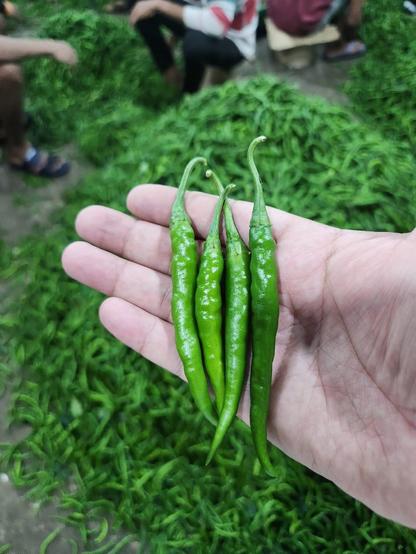 green chili, fresh chili, import/export, export quality chili, green chili export from India, Indian chili, spicy chili