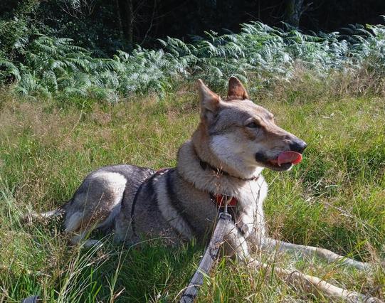 Wolf dog lying in a grassy meadow, with ferns behind. Her tongue is sticking out, enormous stick like front legs triangles out.
