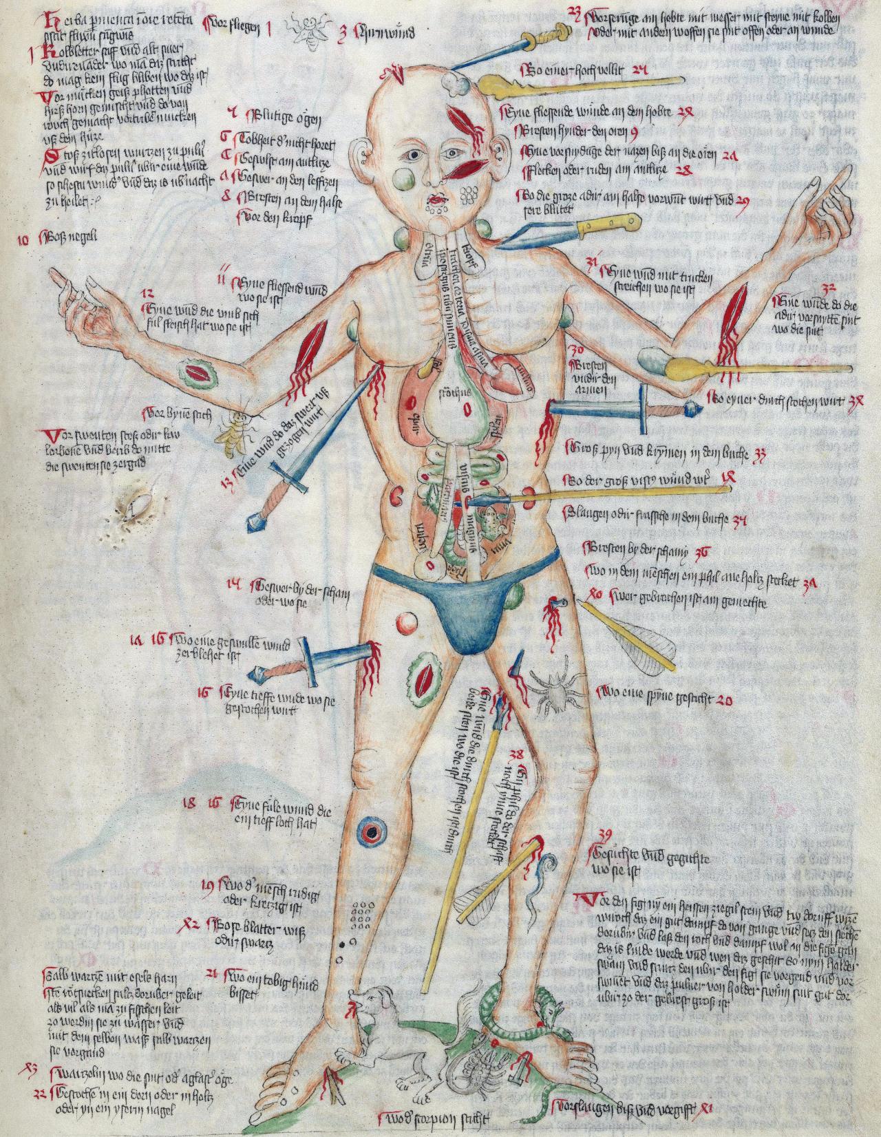 Wound Man. medical miscellany (‘Wellcome Apocalypse’), Germany 1420. London, Wellcome Library, MS.49, fol. 35r.
#medieval #MedievalArt