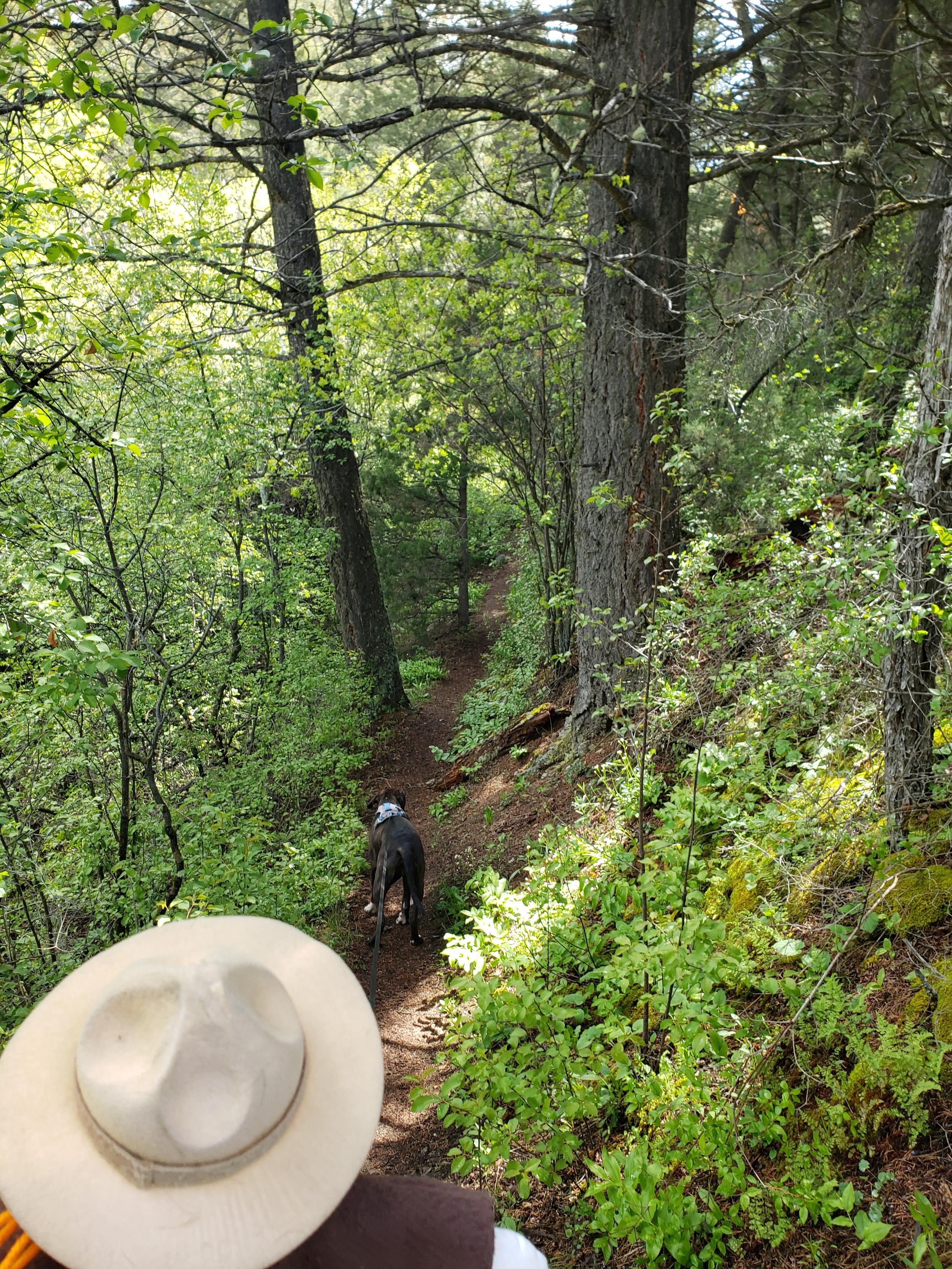 BARK Ranger Mocha leads Ranger Sarah up the Greer Gulch Loop Trail. — at Lewis & Clark Caverns State Park. 