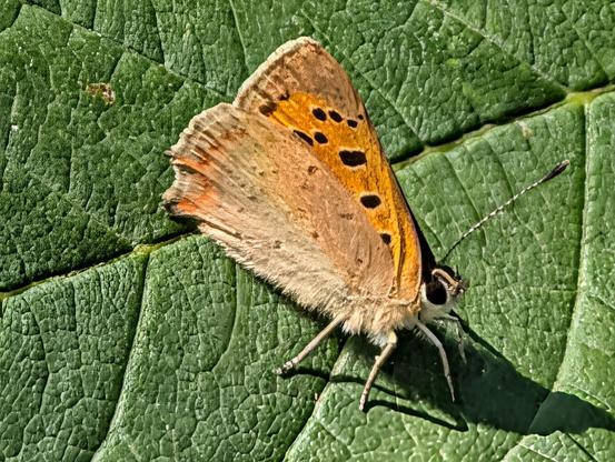 Coppery orange butterfly resting with wings folded