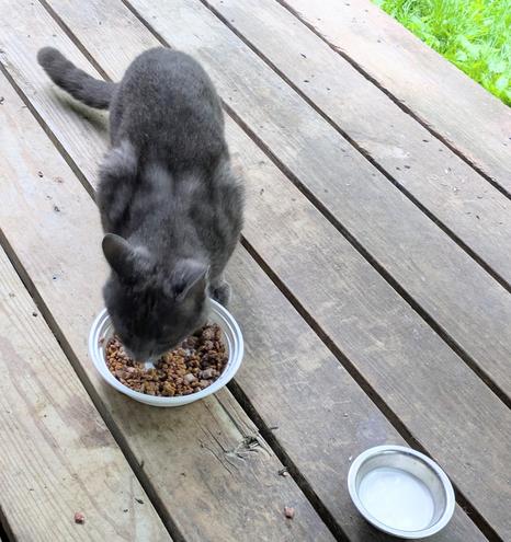 Actual picture of Dad of Bootsie's Kittens 