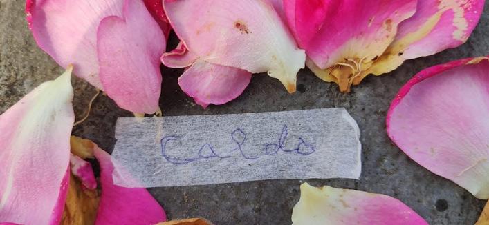 Retirando las cosas de donde vivimos, o malvivimos la infancia, vivieron mis padres, que hay que desalojar y limpiar y que se la queden los otros,  encuentro esta etiqueta escrita por mi madre,  “caldo.”  El bot dice esto, Una imagen de cerca muestra numerosos pétalos de rosa de color rosa intenso y vibrante, dispersos sobre una superficie oscura y texturizada. En el centro de la imagen, una tira de papel claro, similar a cinta adhesiva o un trozo de papel de té, tiene la palabra "Caldo" escrita a mano en tinta azul. Los pétalos muestran un degradado de color, siendo más oscuros en los bordes y más claros, casi blancos o amarillentos, en sus bases; algunos presentan pequeñas manchas o signos de secado. La superficie de fondo es de un gris oscuro, parecida a concreto o piedra, visible entre los pétalos.