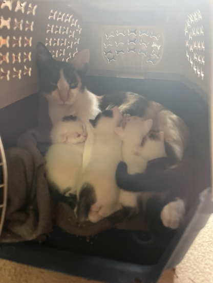 ALT Vemos con una luz difuminada el interior de un transportín en el que hay, sobre una mantita gris, una gata tricolor y sus cuatro gatitos recién nacidos blancos. 