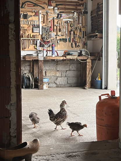 ALT Vemos, a través de una puerta abierta, el interior de un garaje por el que pasea una gallina muy estilizada, blanca y gris, junto con unos polluelos marrones. Al fondo hay una pared llena de herramientas colocadas. 