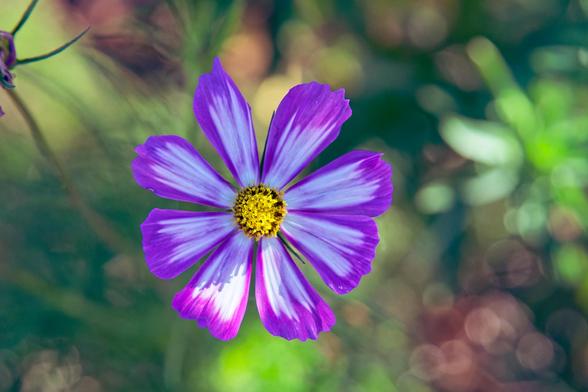Flower with 8 petals that are purple on the edges but streaked white in their centers with a brown disc with numerous little yellow florets,  the flower is slightly to the lower left of center and fills maybe 30% of the area of the frame,  a bit of another shriveled up flower can be seen at the upper left and th rest of the background is defocused foliage, stems and soil with sparkly white circles towards the lower right