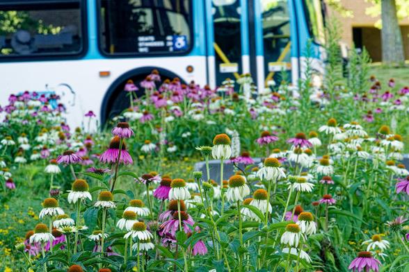 In the background a bus that's white on the bottom and turns blue on top right where the windows start and way behind that a brown brick wall and the trunk of a tree.  In front a beautiful mix of purple and white conrflowers as well as little tiny yellow flowers and grass.