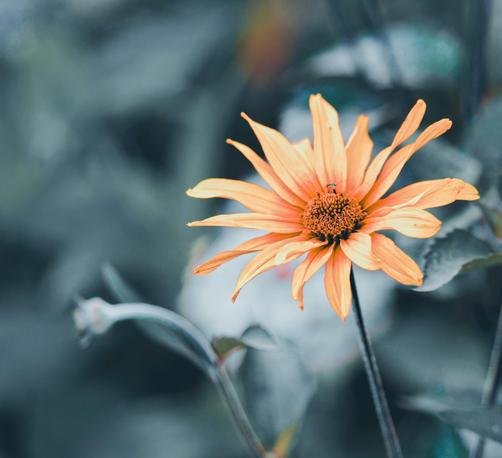 A flower with numerous petals that are orange at the center trending yellow at the tips occupies maybe 1/3 of the frame near the center left,  the background is not only blurred out and desaturated and has a deadeheaded flower and some leaves that are definte and some things that might be leaves and other shapes I don't know how to describe.
