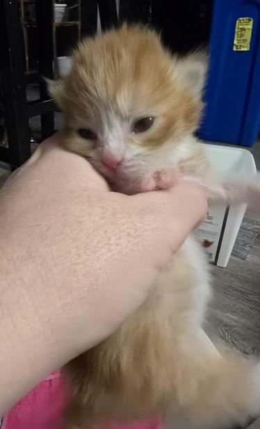 A less than 14 day old kitten is held up to the camera, he's orange tabby with white on his nose and muzzle, his tummy is very chubby.